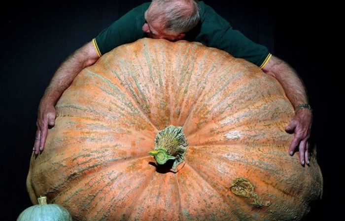 Овощи гиганты-рекордсмены (19 фото)