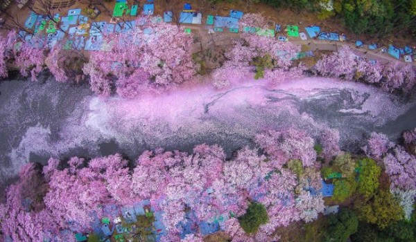 Цветение сакуры в Японии (8 фото)