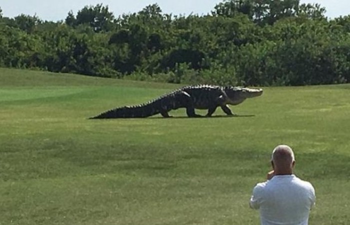 Крокодил на поле для гольфа (2 фото + видео)