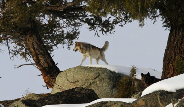 Как волки восстановили естественную среду обитания Йеллоустонского парка? (11 фото)