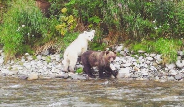На Камчатке замечен бурый медведь в белом цвете (2 фото)