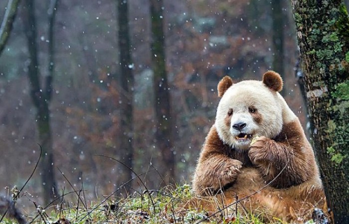 Кизай - уникальная и единственная коричневая панда в мире (6 фото + видео)