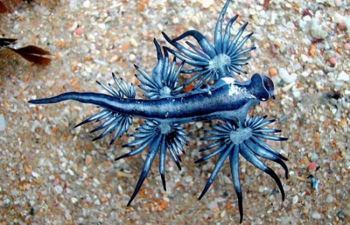Удивительное создание - голубой дракон (8 фото)