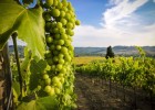 9 интересных фактов о виноделии