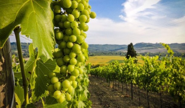 9 интересных фактов о виноделии
