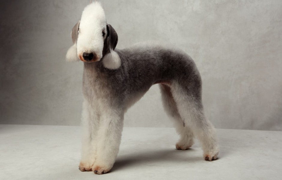 Почему редкие породы собак так популярны?