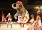 Интересные факты о цирке