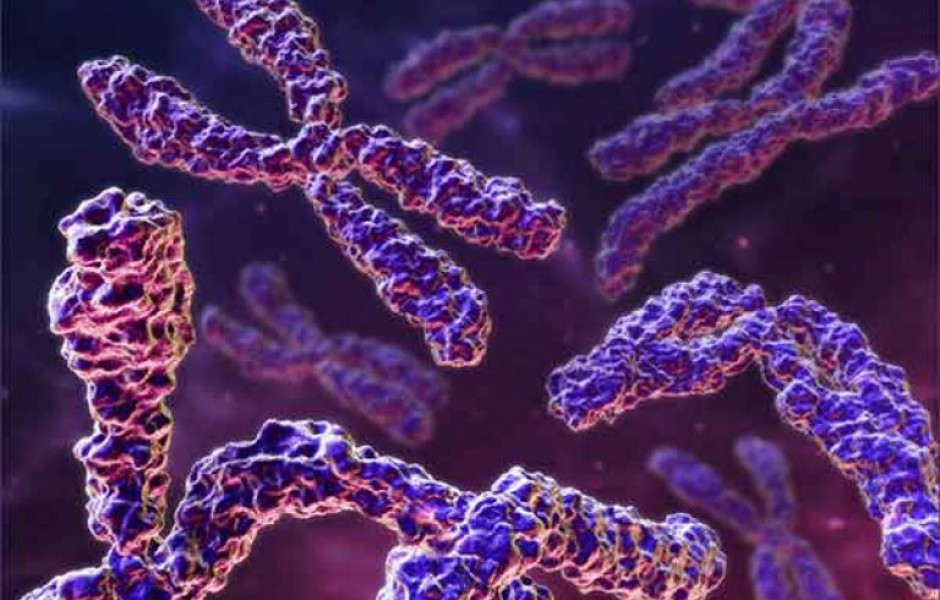 Доступным языком о ДНК, хромосомах и кариотипе