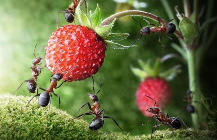 Невероятные факты о муравьях (9 фото)