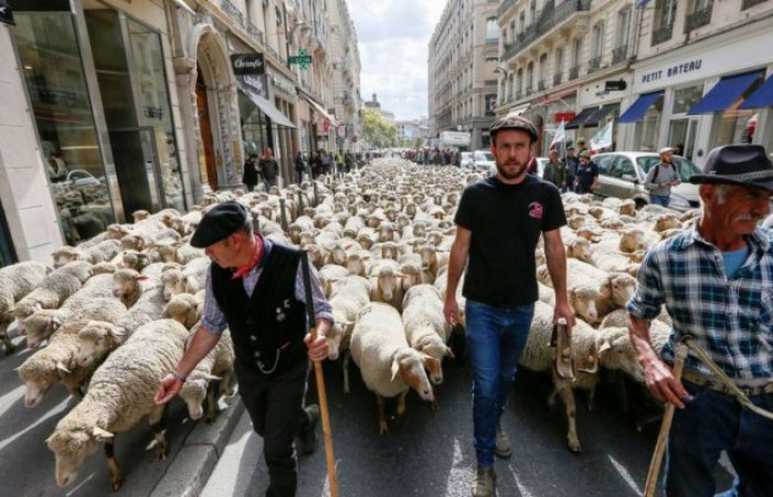 Французы вышли на демонстрацию с отарой овец