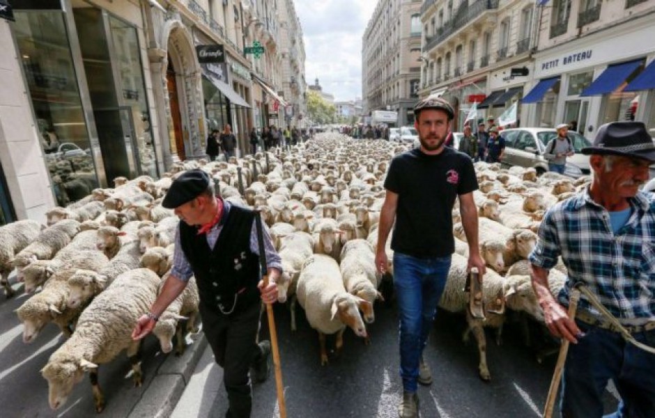 Французы вышли на демонстрацию с отарой овец