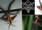 В сети появилось видео с насекомым-мутантом (видео)