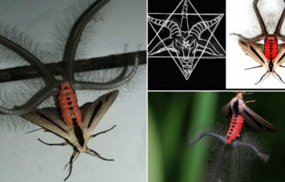 В сети появилось видео с насекомым-мутантом (видео)