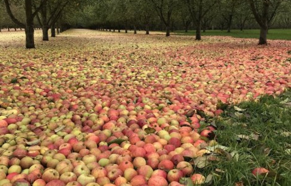 Загадка ковра из яблок в ирландском саду: что же произошло?