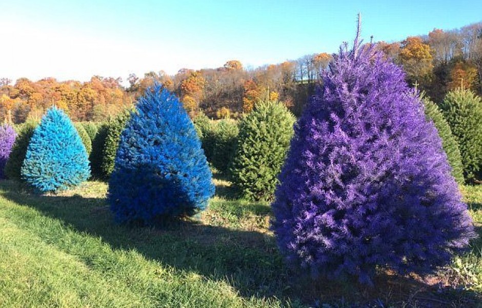 В Нью-Джерси выращивают ели различных цветов (7 фото)