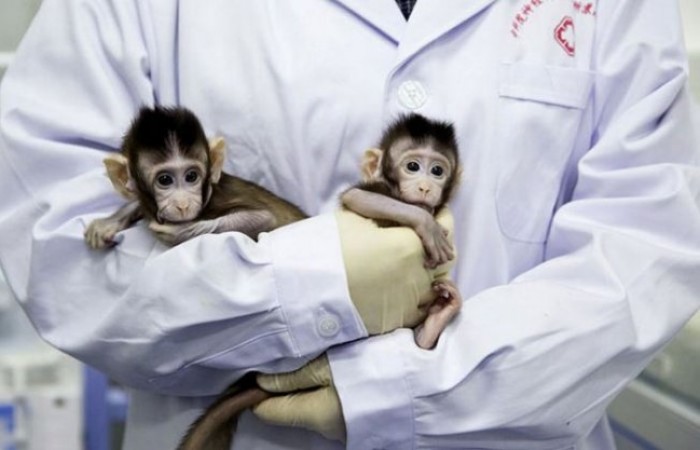 Ученые из Китая впервые клонировали примата (5 фото + видео)
