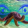 Как выглядит морская звезда внутри. Смотреть фото Как выглядит морская звезда внутри. Смотреть картинку Как выглядит морская звезда внутри. Картинка про Как выглядит морская звезда внутри. Фото Как выглядит морская звезда внутри