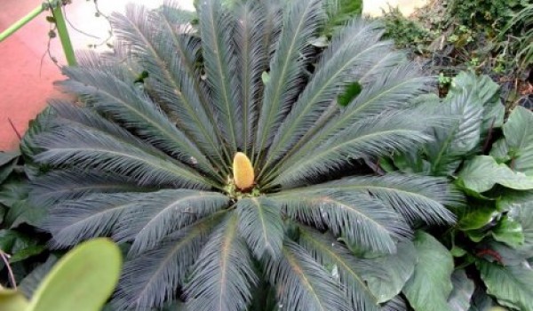 Топ-10 съедобных экзотических растений (8 фото)