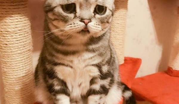 Самый грустная кошка на Земле (12 фото)