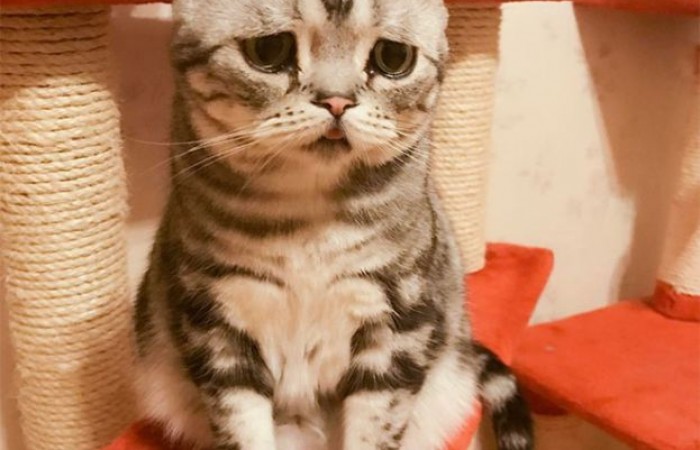Самый грустная кошка на Земле (12 фото)