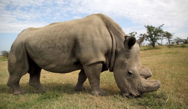 В Кении умер самый последний носорог альбинос