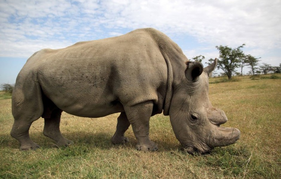 В Кении умер самый последний носорог альбинос