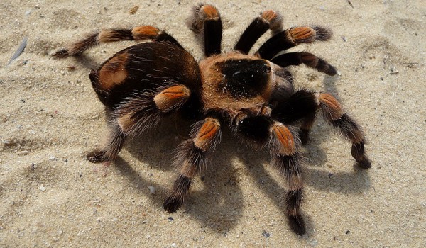 Интересные факты о тарантулах
