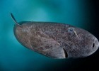 Найдено старейшее позвоночное на Земле - гренландская акула