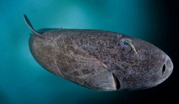 Найдено старейшее позвоночное на Земле - гренландская акула