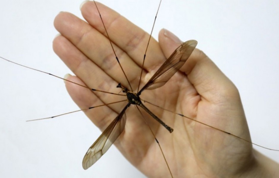 В Китае пойман самый большой комар в мире