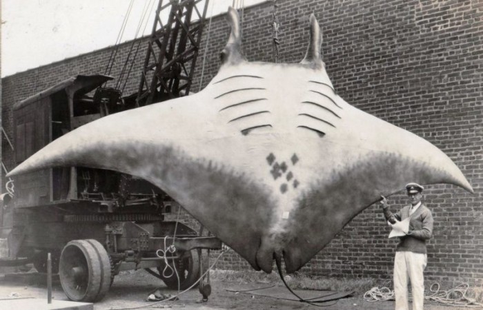 Огромный скат, пойманный капитаном Каном в 1933 году