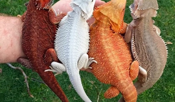 Разноцветные бородатые ящерицы Агама