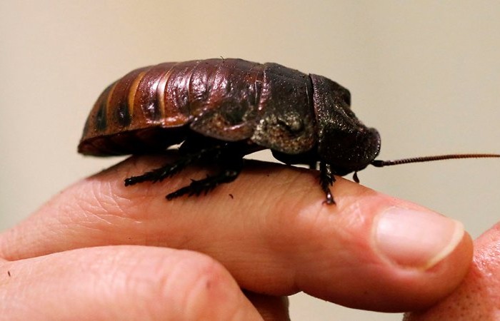Китай выращивает 6 миллиардов тараканов в год