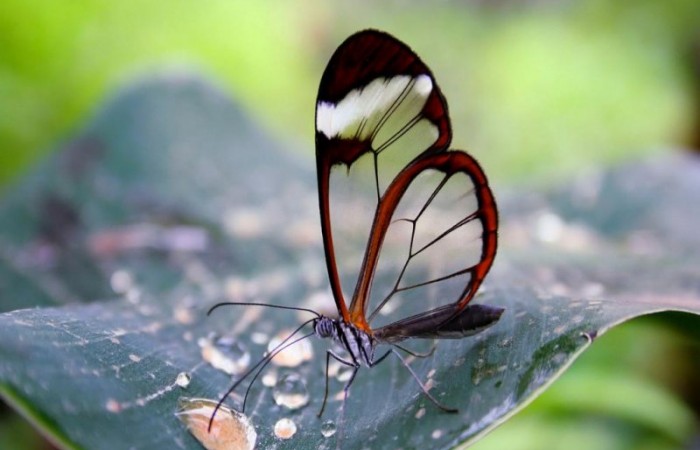 Бабочка Грета ото с прозрачными крыльями