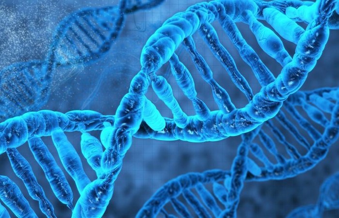 Интересные факты о ДНК