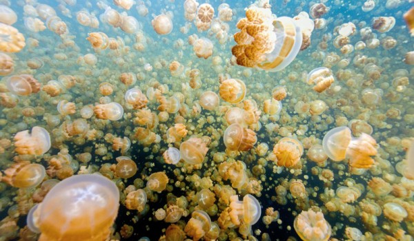 Удивительное озеро медуз