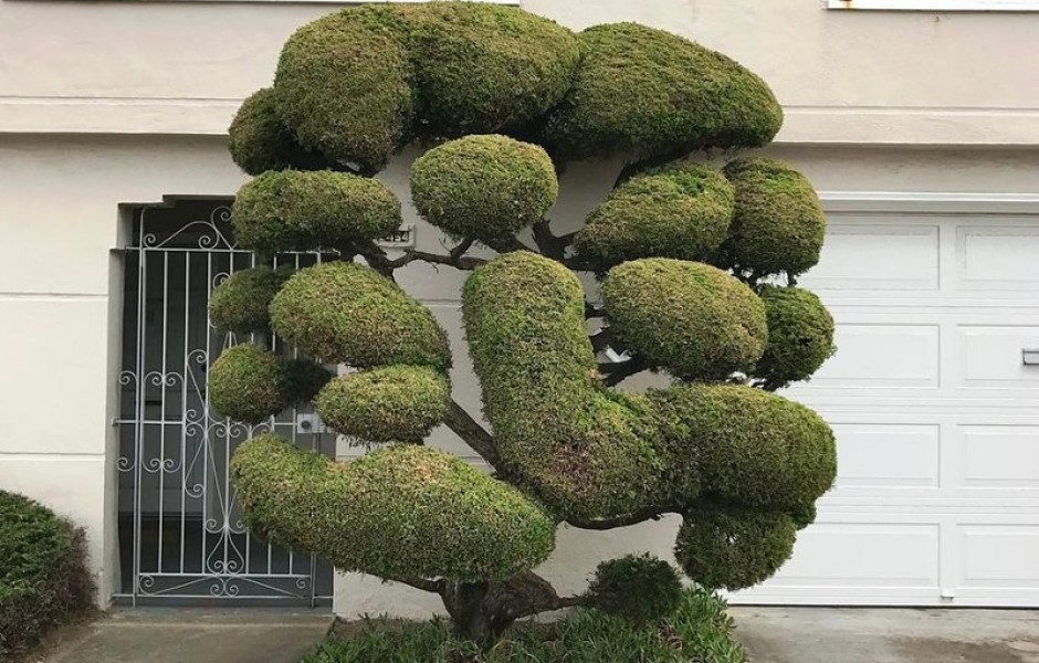Деревья необычной формы растут в Сан-Франциско