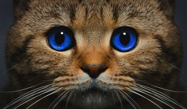 Интересные факты о котах и кошках