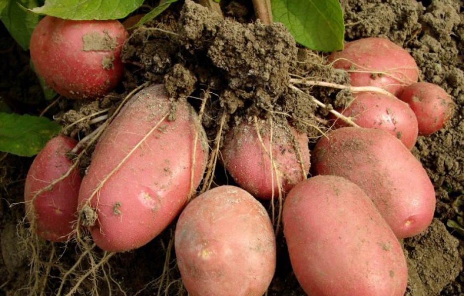 Операции по выращиванию картофеля