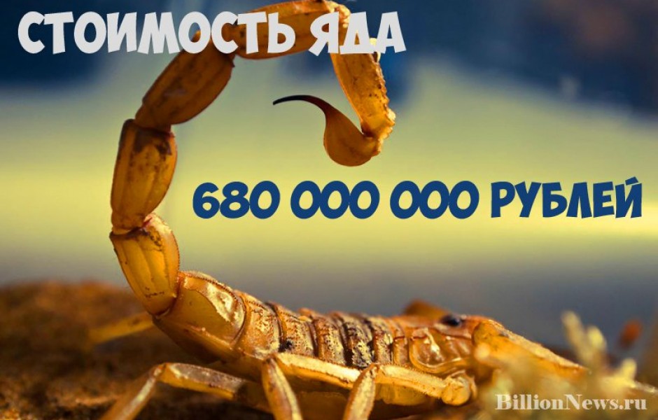 Самая дорогая жидкость в мире - яд желтого скорпиона