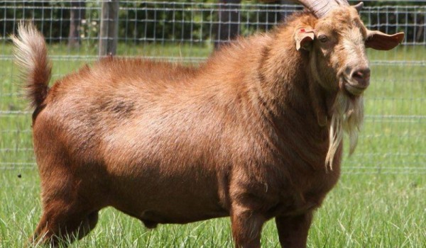Самые необычные породы коз