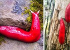 Необычный красный слизняк из Австралии (фото дня)