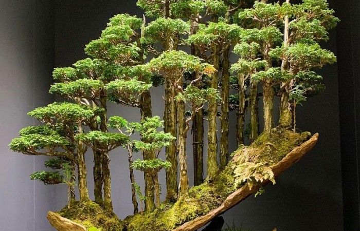 Невероятный лес бонсай от Масахико Кимура (фото дня)