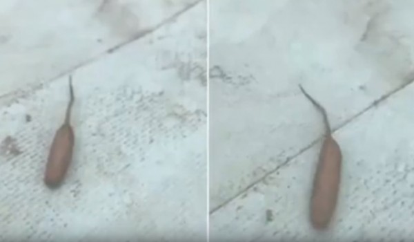 В Австралии нашли движущуюся  сосиску с хвостом (видео дня)