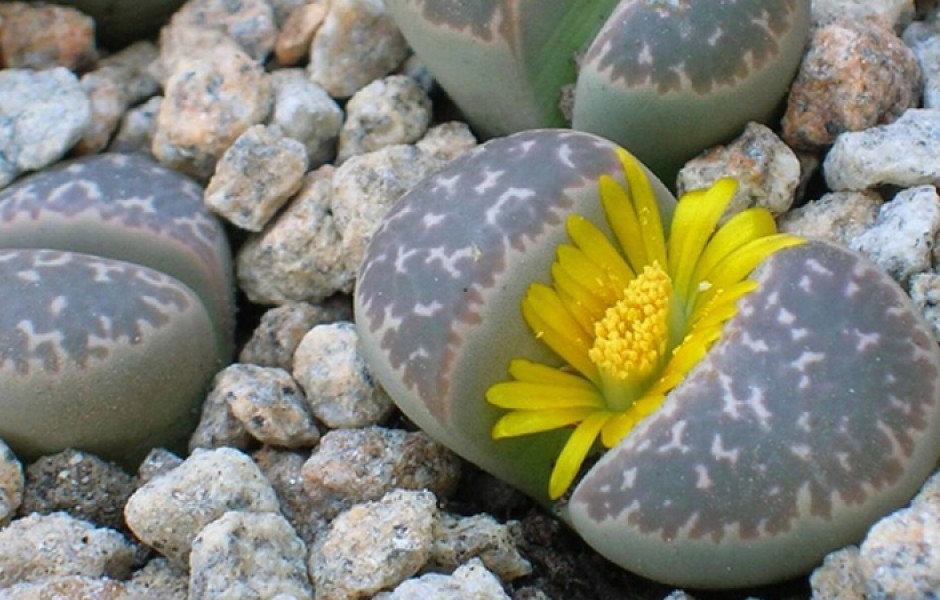 Литопсы - живые цветущие камни (фото дня)