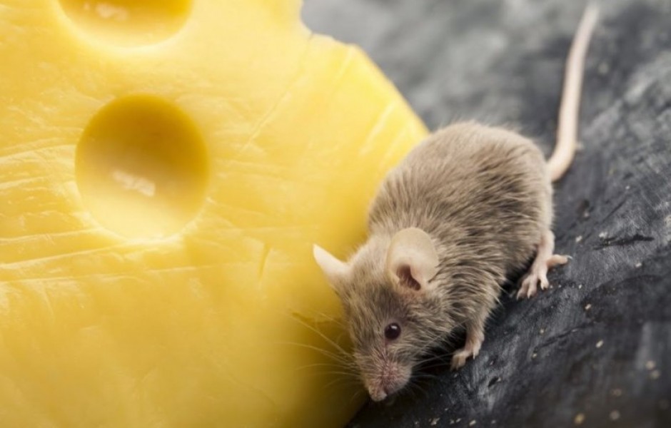 Уничтожение крыс: как правильно бороться с грызунами