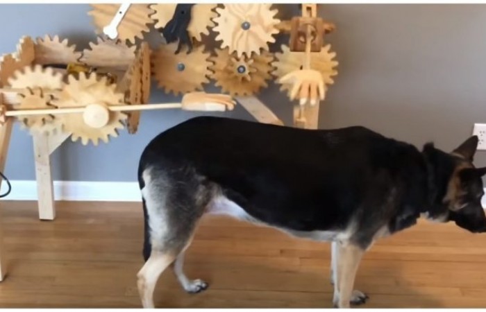 Автоматическая чесалка для собак (видео дня)
