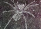 Археологи обнаружили пауков, которым 110 миллионов лет, у которых светились глаза (фото дня)