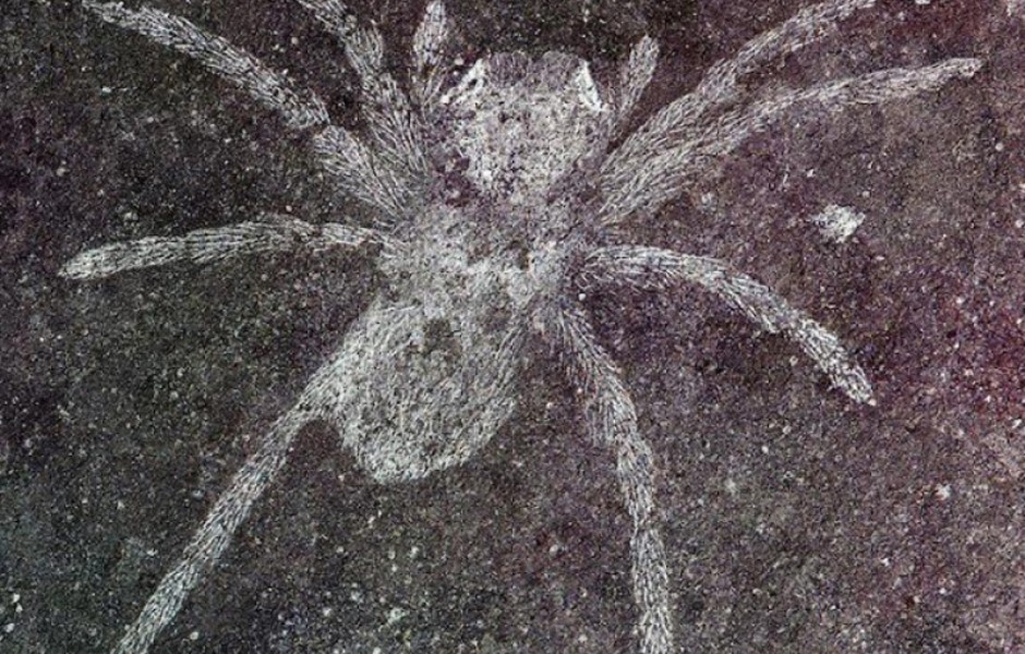 Археологи обнаружили пауков, которым 110 миллионов лет, у которых светились глаза (фото дня)