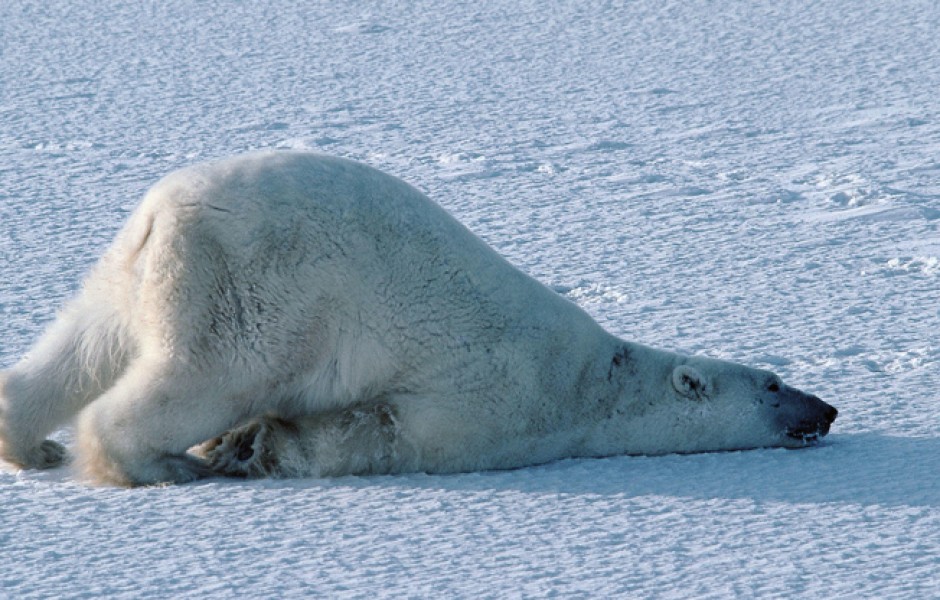 У белых медведей есть особый способ сушки после плавания